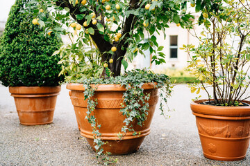 Fototapeta na wymiar Large outdoor brown flower pots with decorative lemon and boxwood on the asphalt outside the house.