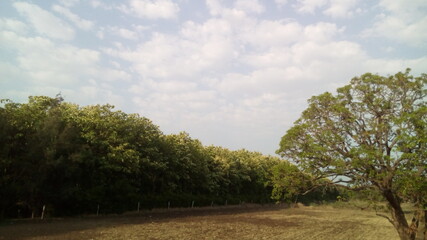 Obraz premium Trees along with Farmland 