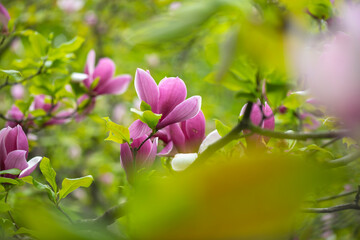 Nice pink magnolia tree flowers spring sunny day nature awakening