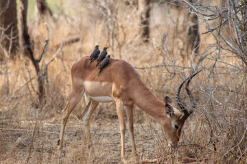 impala in the wild