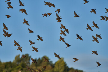 seasonal bird migration of starlings