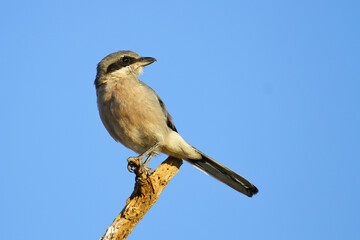Alcaudón norteño, o picapuercos (Lanius excubitor), posado sobre la rama en el Parque Nacional de Doñana, Huelva (España).