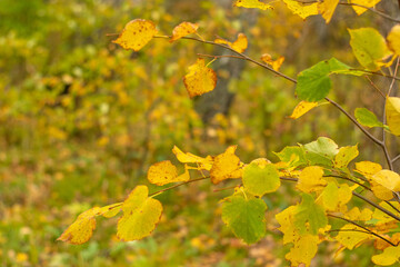 Autumn leaves on a branch. Autumn background with a place for text.