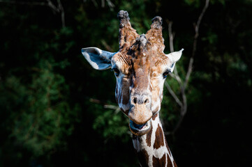 Portrait d'une girafe réticulée avec une tête marrante