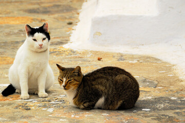 dwa koty relaksujące się pod klasztorem na greckiej wyspie Amorgos  - obrazy, fototapety, plakaty