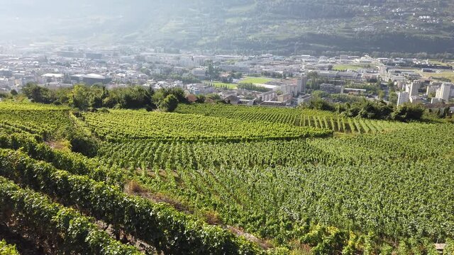 Aerial landscape of terraced vineyards in Sion, capital of canton of Valais, Switzerland. Spectacular scenery of rows of vines growing during the summer. Wine region with popular wine tasting tours.