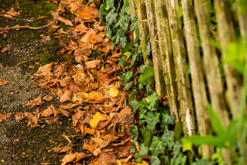 autumnal colored leaves at a wooden fence with green ivy