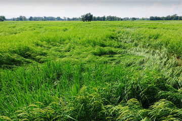 close up of ripening rice in a paddy field