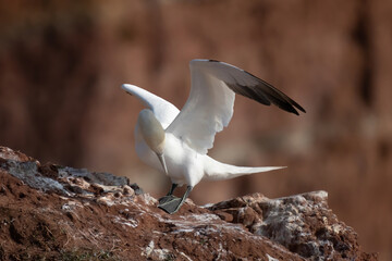 Northern gannet with spreadout wings land on a cliff of Helgoland island, Germany