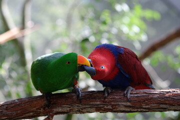 Kissing Style of eclectus parrots 