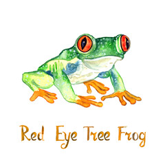 Red eye tree frog (Agalychnis callidryas) isolated on white hand painted watercolor illustration with handwritten inscription