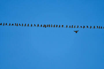 the last starling is landing