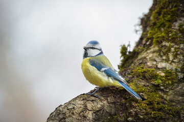 yellow tit