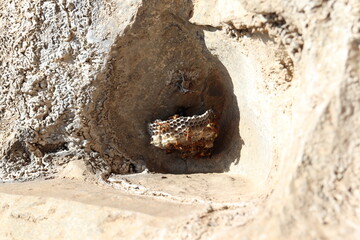 hornets building a nest in the rock