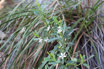 small white flowers amongst the grass