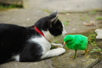 a domestic cat playing with chicks