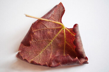 Autumn burgundy grape leaf on a white background, autumn palette