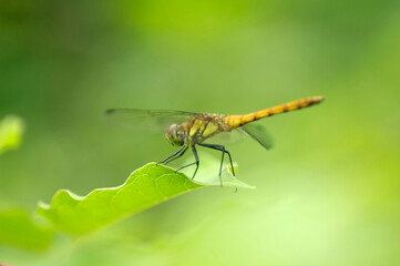 Fototapeta premium とんぼ