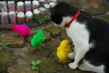 a domestic cat playing with chicks