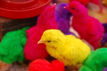 colorful chicks inside the cage