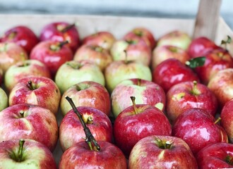 red apples harvest close up