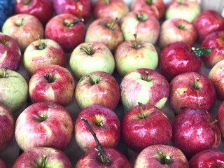 red apples harvest close up