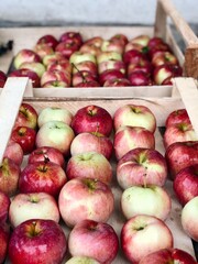 red apples harvest close up