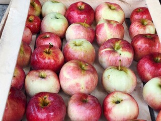 red apples harvest close up