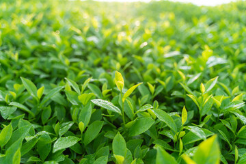 Green tea buds and leaves at early morning on plantation