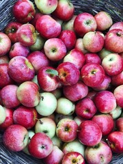 red apples harvest in a wooden box close up