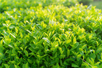 Green tea buds and leaves at early morning on plantation