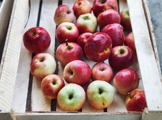 red apples harvest close up