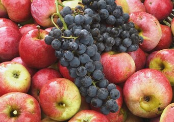 red apples and purple grapes harvest