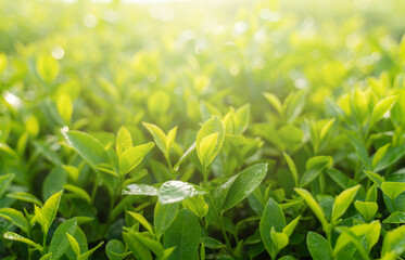 Green tea buds and leaves at early morning on plantation