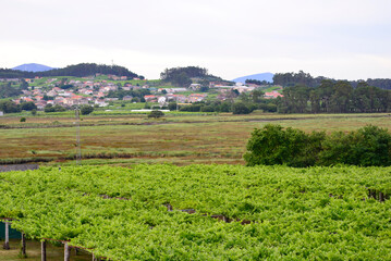 Fototapeta na wymiar Albariño Rias Baixas white wine vines
