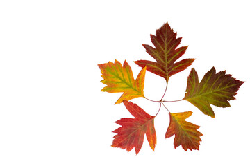 Autumn leaves of hawthorn on a white background. Leaves are yellow, red and green