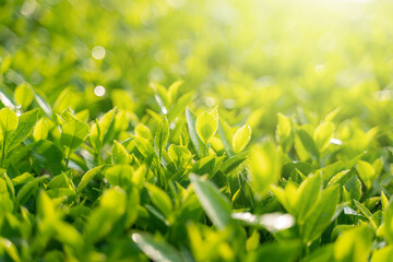 Green tea buds and leaves at early morning on plantation