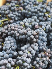 purple grapes autumn harvest