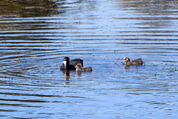 Coot with two babies 2