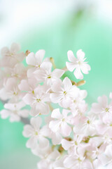 Fototapeta na wymiar 白い花
