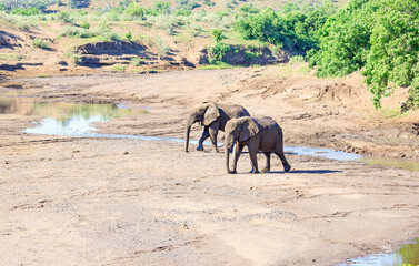 Two elephants crossing river bed