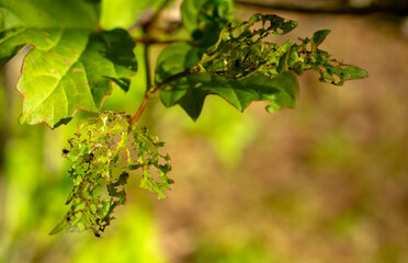 Plants destroyed by the virus in the garden