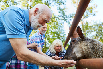 Senioren füttern zusammen Schafe im Tierpark