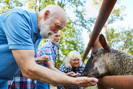 Senioren f&uuml;ttern zusammen Schafe im Tierpark