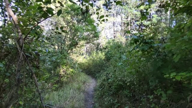 Camminando nel sentiero