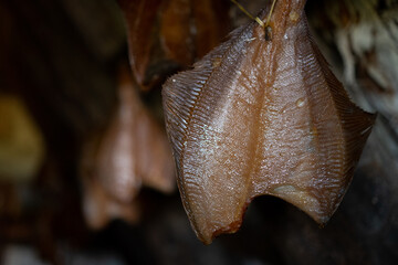 Traditional scandinavian dried fish dries on a line