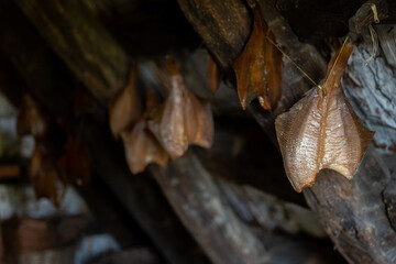 Traditional scandinavian dried fish dries on a line
