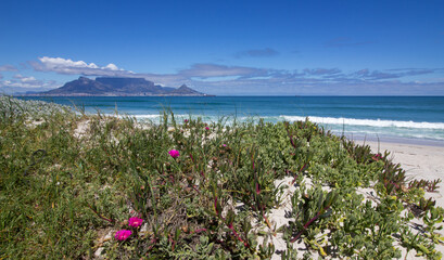 Flowers on Cape Town beach with waves