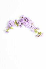 frame of fresh aster purple color flowers on a white background. top view, copy space