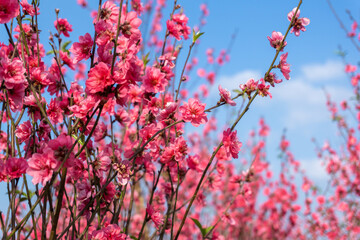 Peach flowers in the garden in blossoming time against blue sky and white clouds